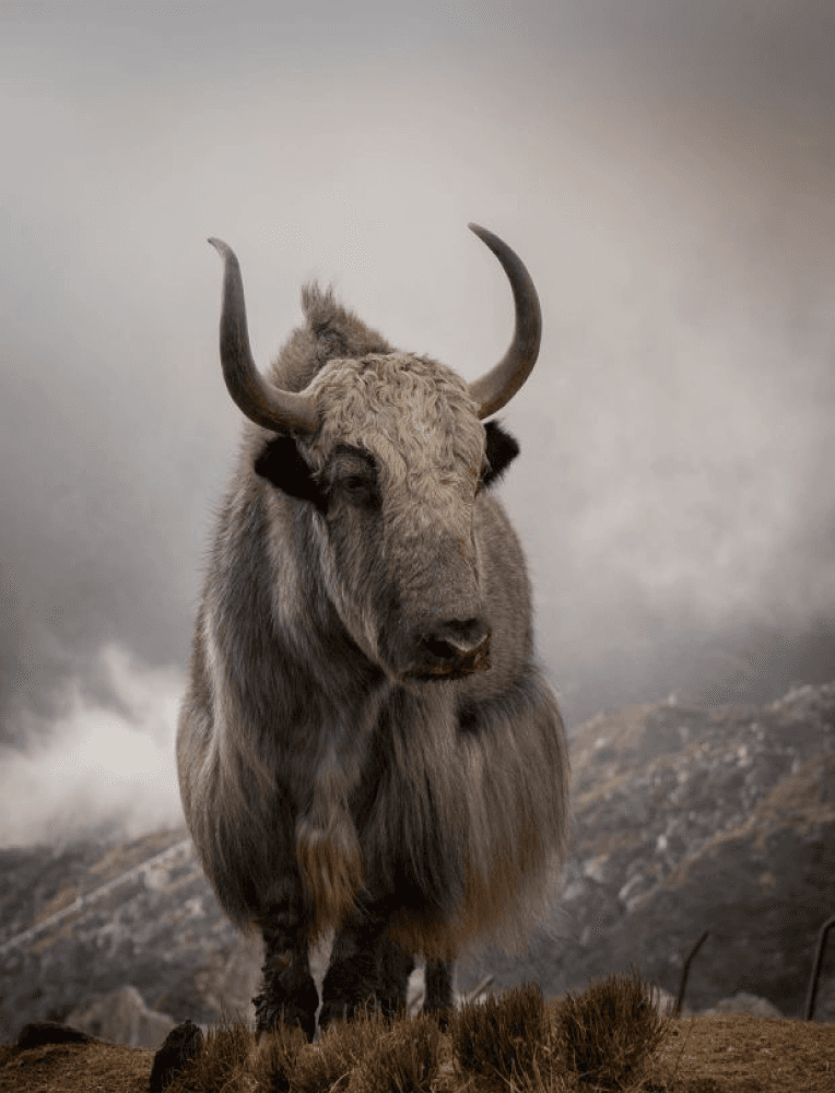 A yak standing in a misty mountain field